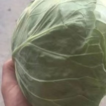 精品甘蓝