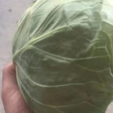 精品甘蓝