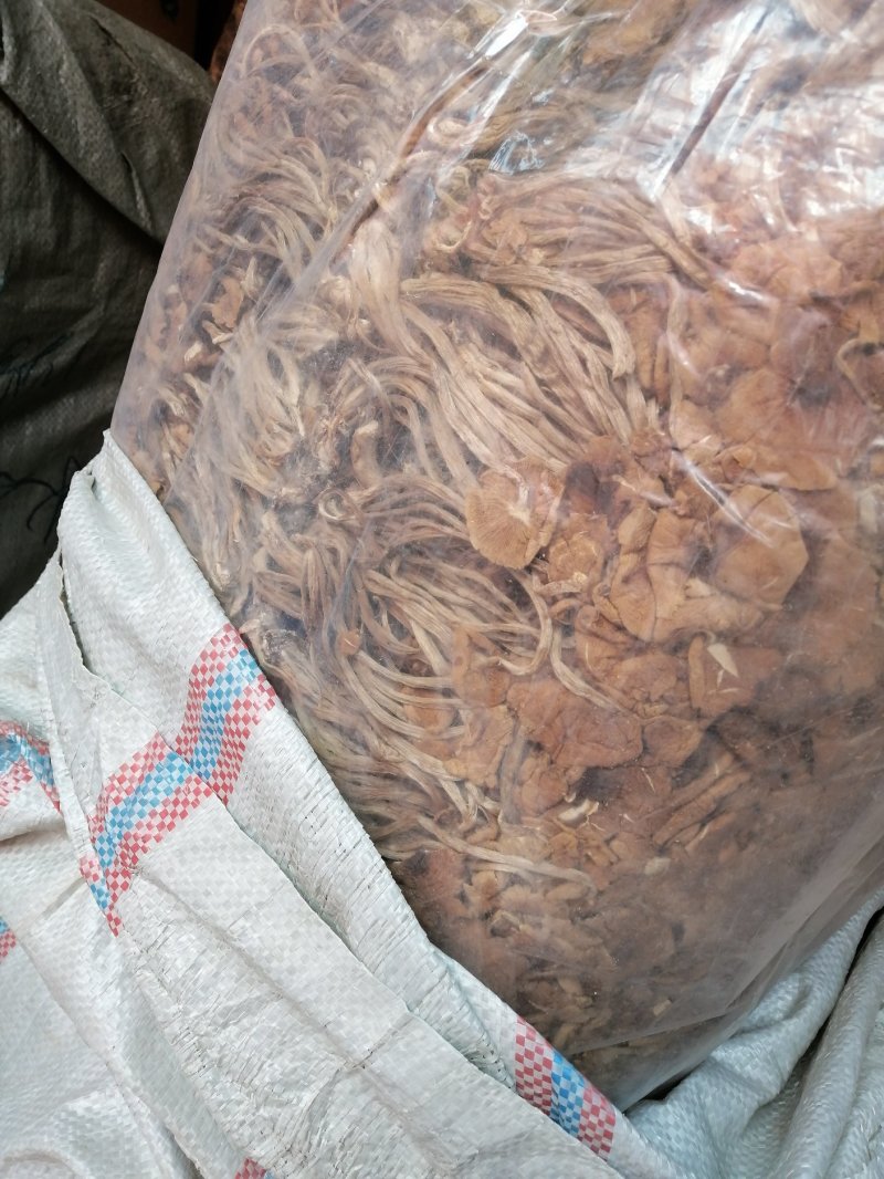 茶树菇可以干锅炖汤，炒菜清香脆爽老少皆宜。