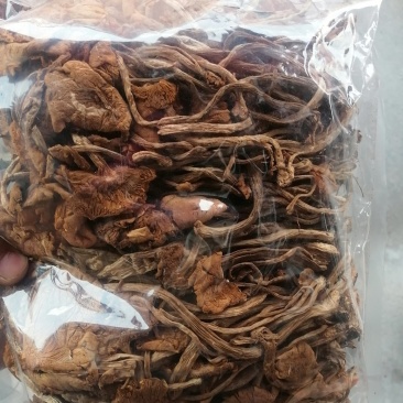 茶树菇可以干锅炖汤，炒菜清香脆爽老少皆宜。