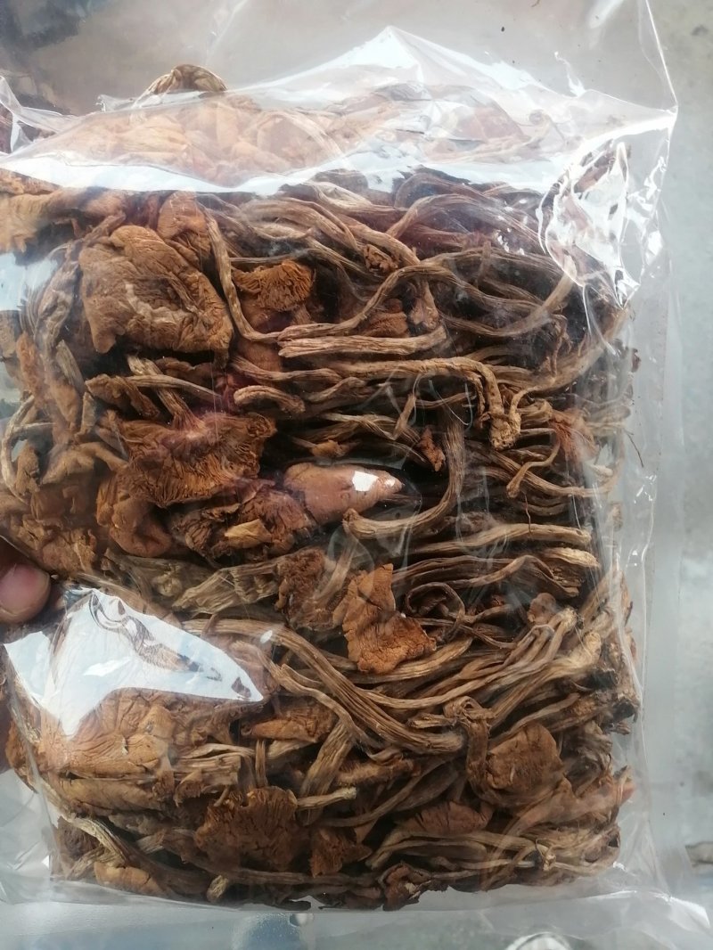 茶树菇可以干锅炖汤，炒菜清香脆爽老少皆宜。