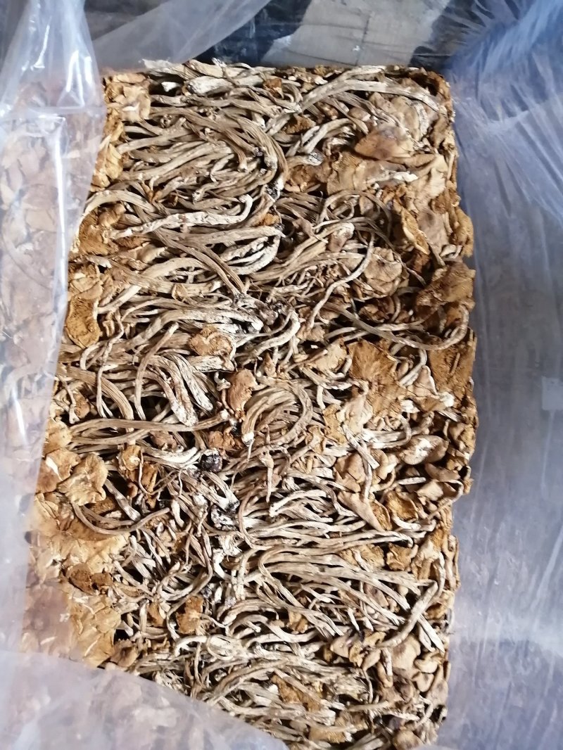 茶树菇可以干锅炖汤，炒菜清香脆爽老少皆宜。
