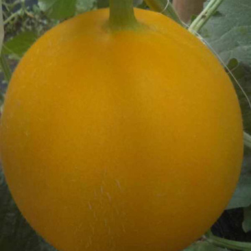 久红瑞、西洲蜜
