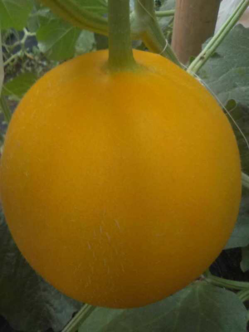 久红瑞、西洲蜜