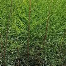 木麻黄小苗大小木麻黄乔木，优质改良品种，防风绿化。