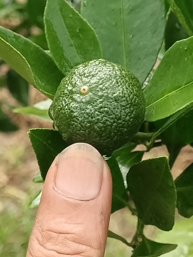 无公害有机皇帝柑.沃柑订购中