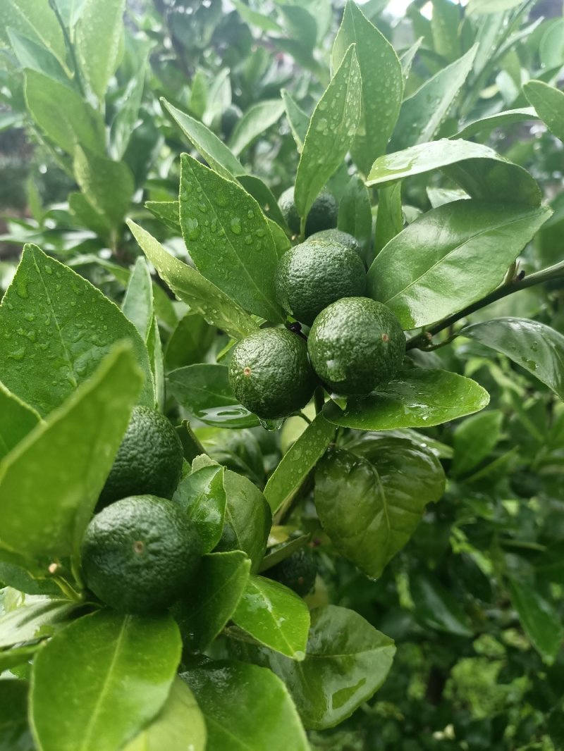 无公害有机皇帝柑.沃柑订购中