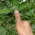 无公害有机皇帝柑.沃柑订购中