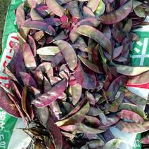 红扁豆，紫扁豆，货靓价优欢迎咨询