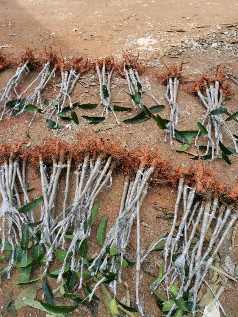 芒果苗直生苗可以嫁接自己想要的芒果品种
