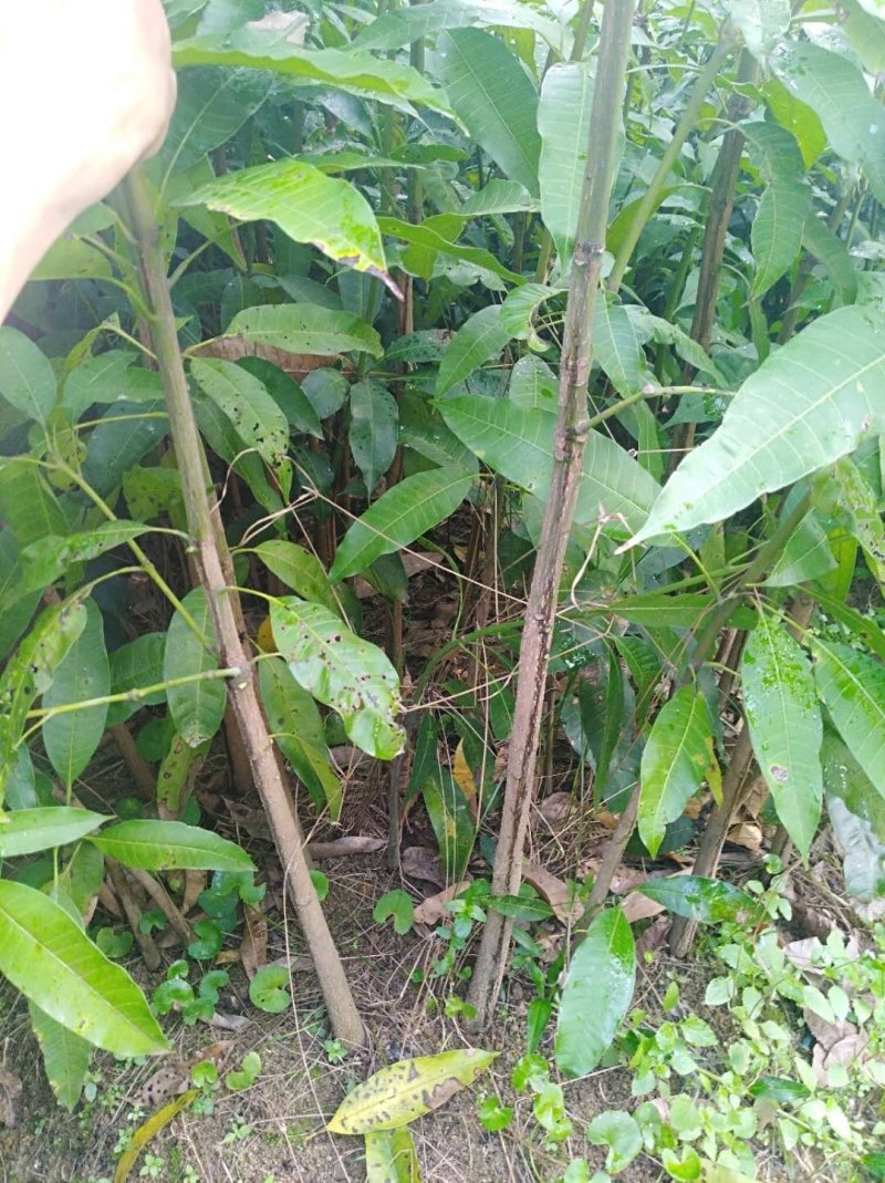 芒果苗直生苗可以嫁接自己想要的芒果品种