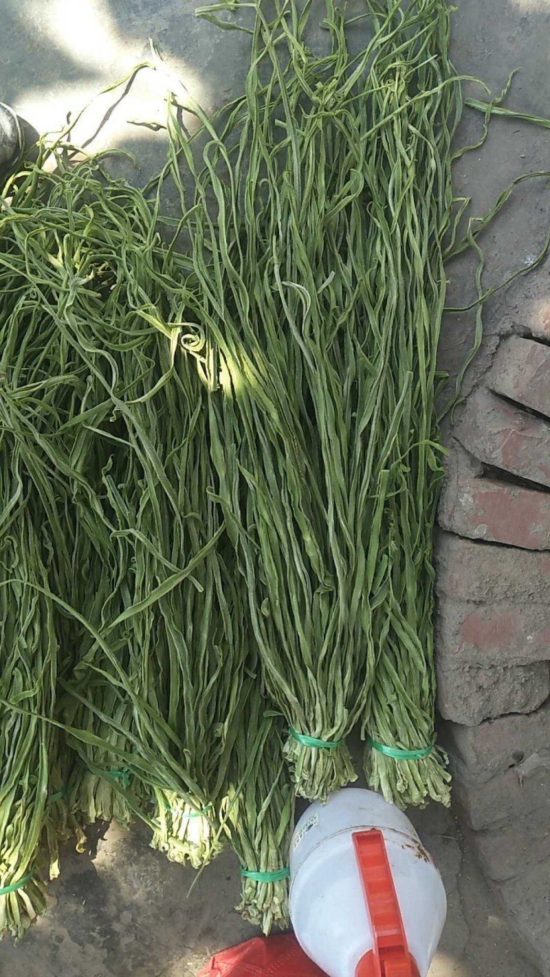 贡菜