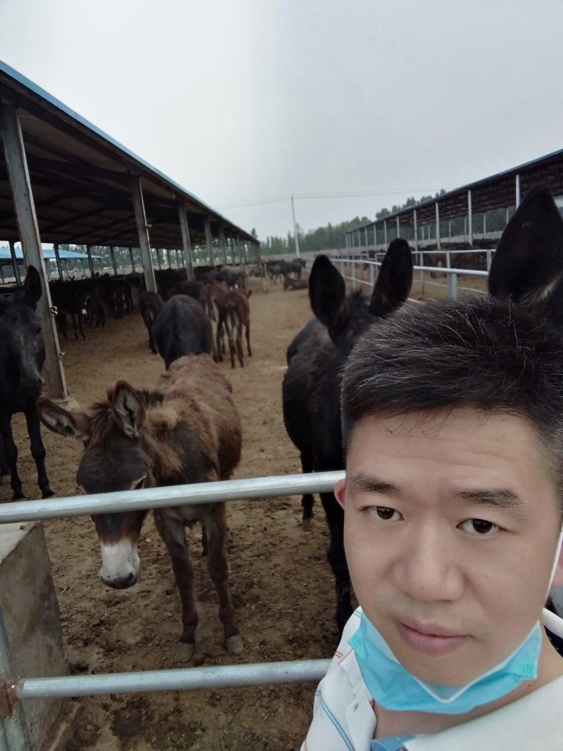 农家纯干驴肉厂家直销质量保证