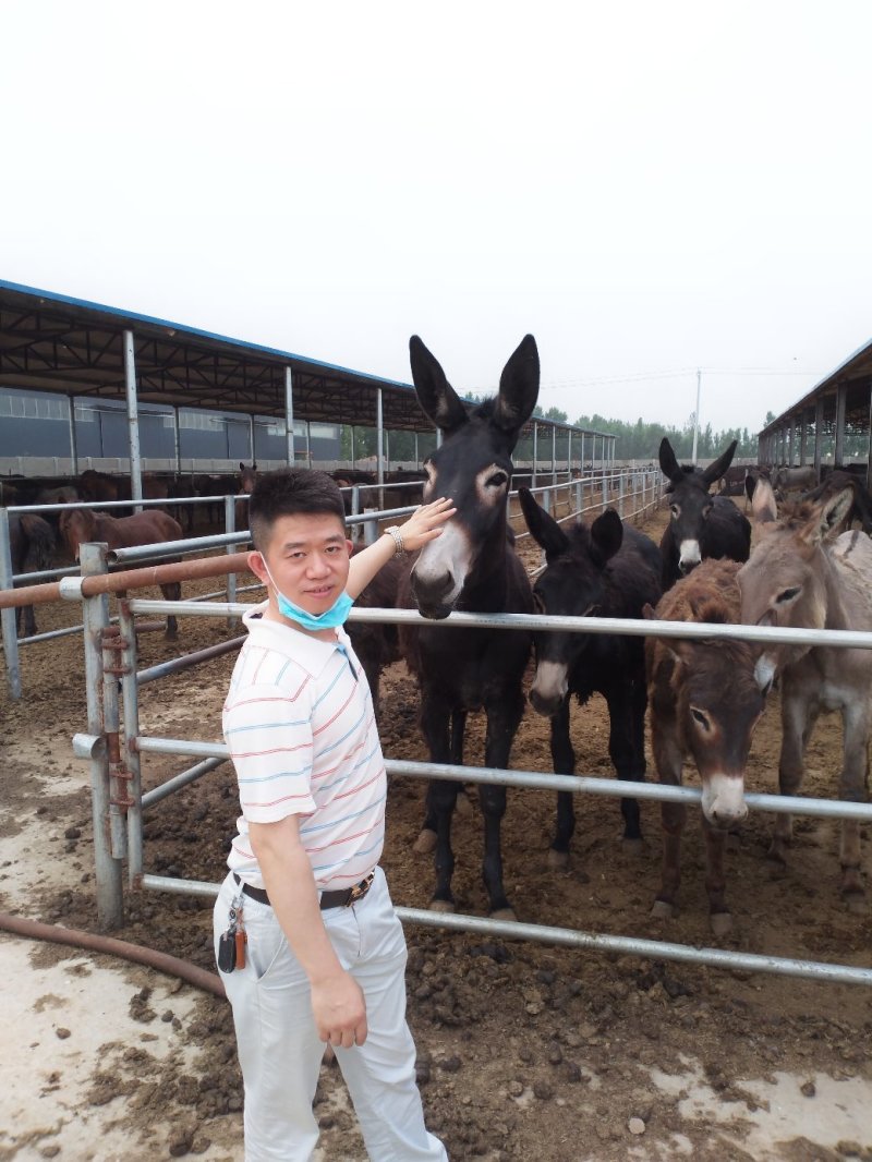 农家纯干驴肉厂家直销质量保证