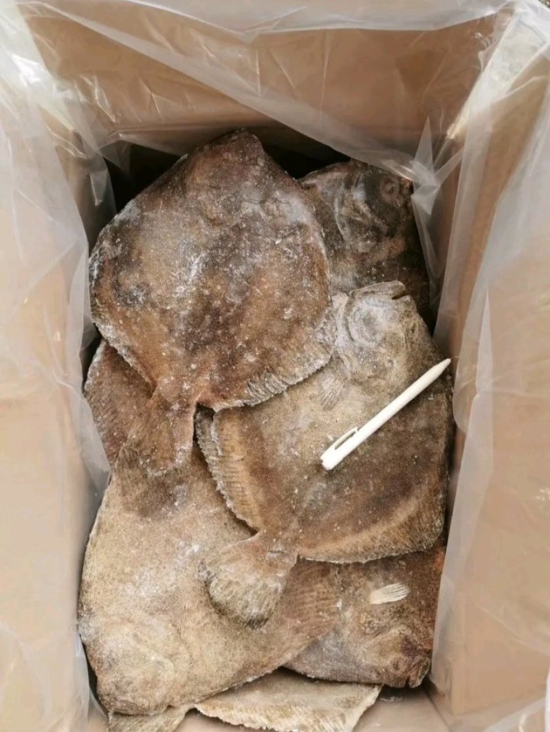 多宝鱼价格优惠质量保证