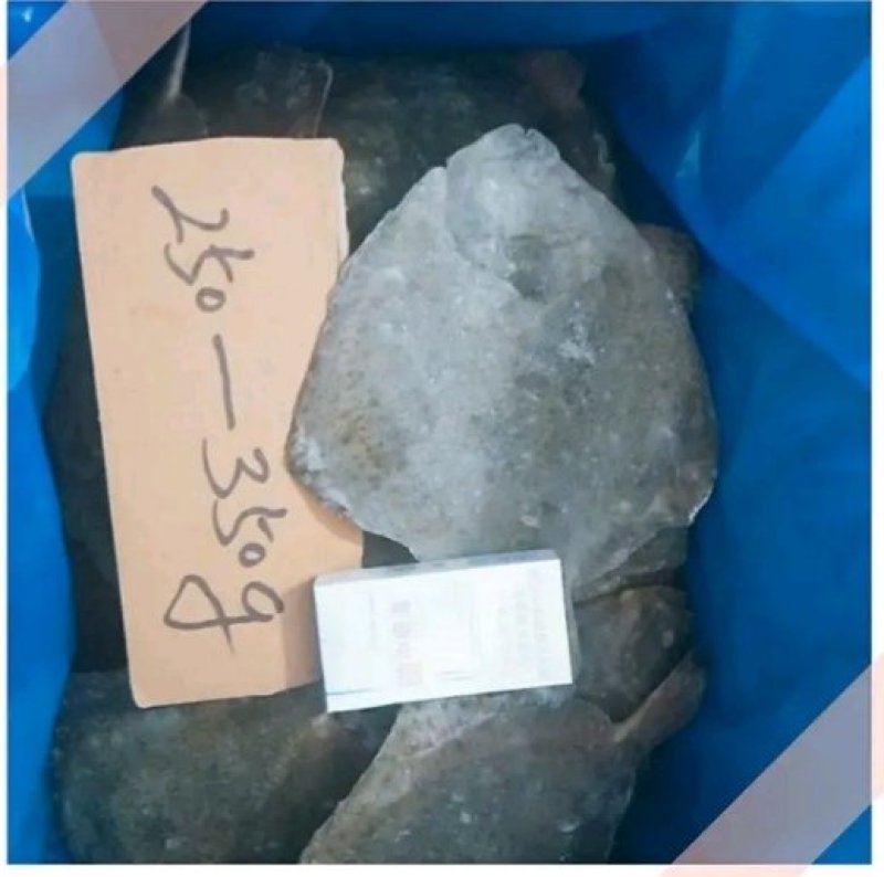 多宝鱼价格优惠质量保证