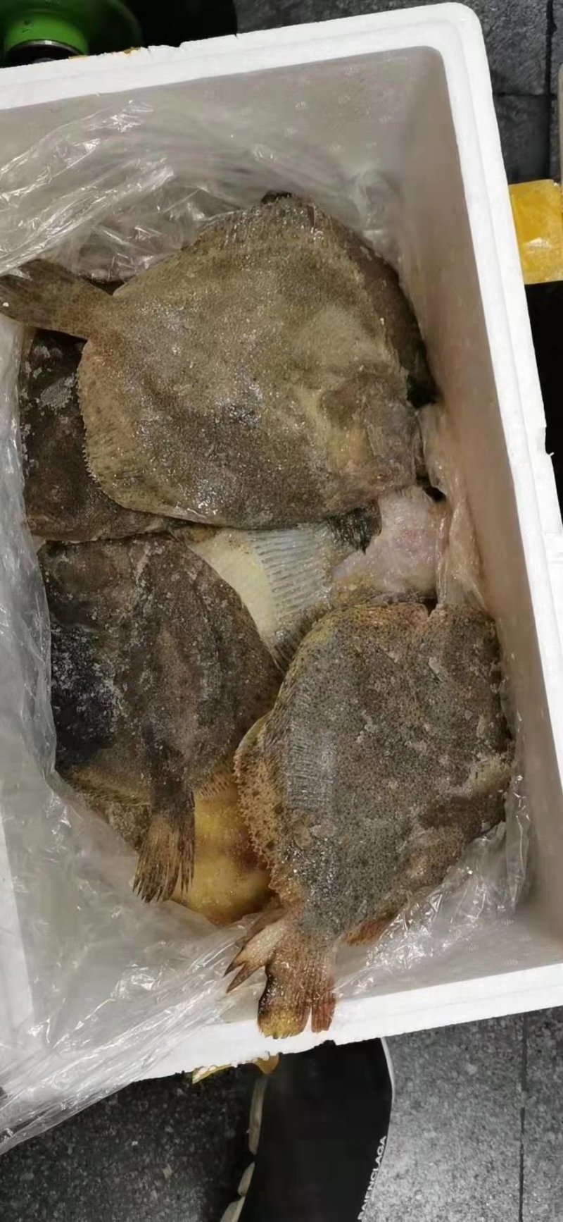 多宝鱼价格优惠质量保证