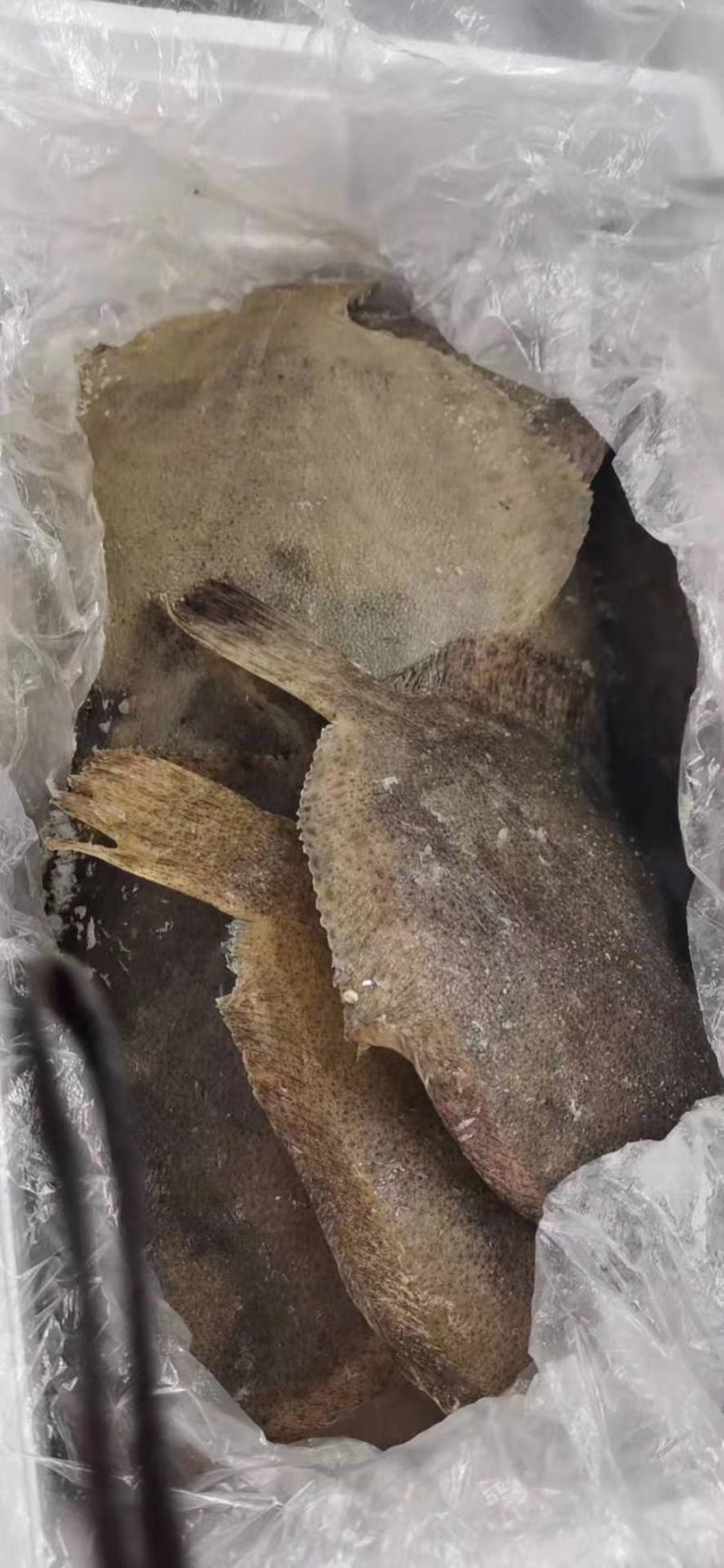 多宝鱼价格优惠质量保证