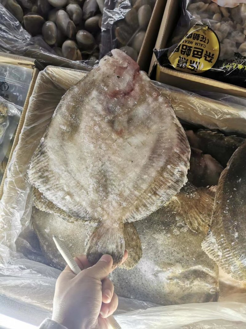 多宝鱼价格优惠质量保证
