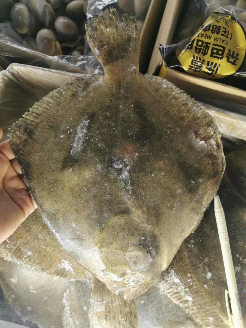 多宝鱼价格优惠质量保证