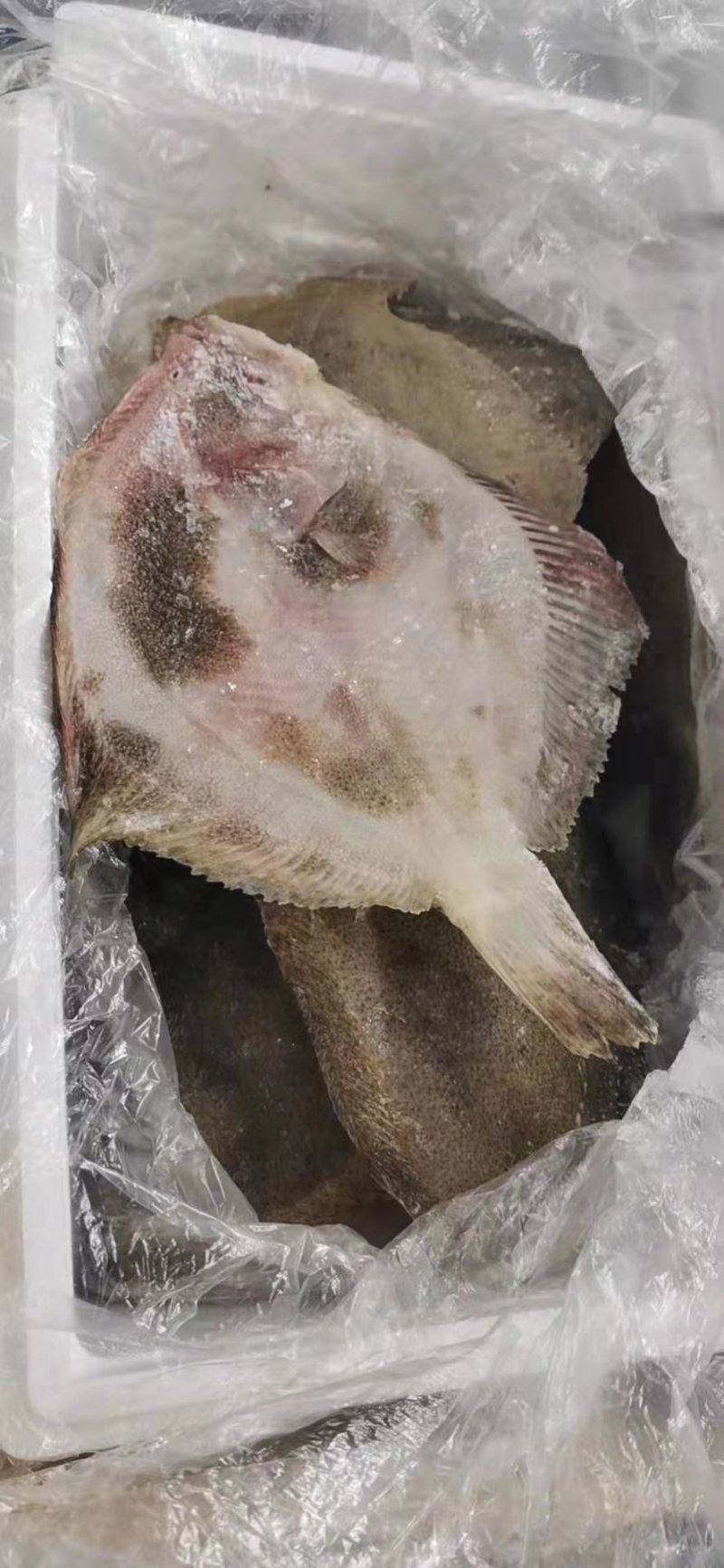 多宝鱼价格优惠质量保证