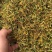 金银花野生货今年新货足干味道香质量好