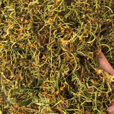 金银花野生货今年新货足干味道香质量好