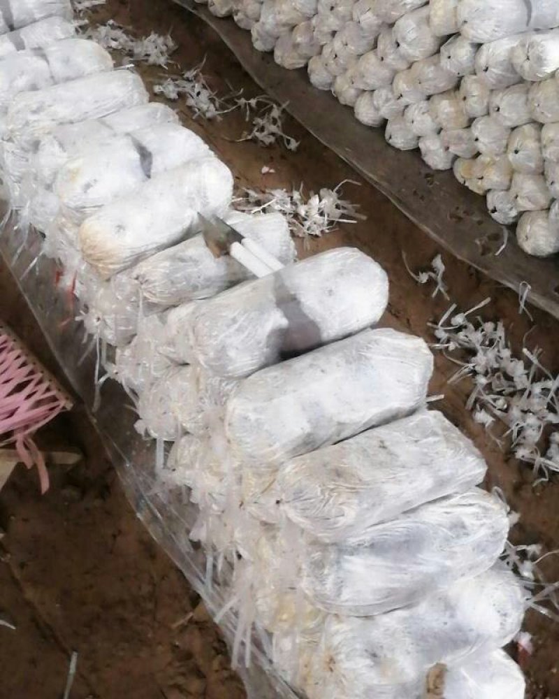 山东食用菌一冠县平菇优质平菇上市物美价廉