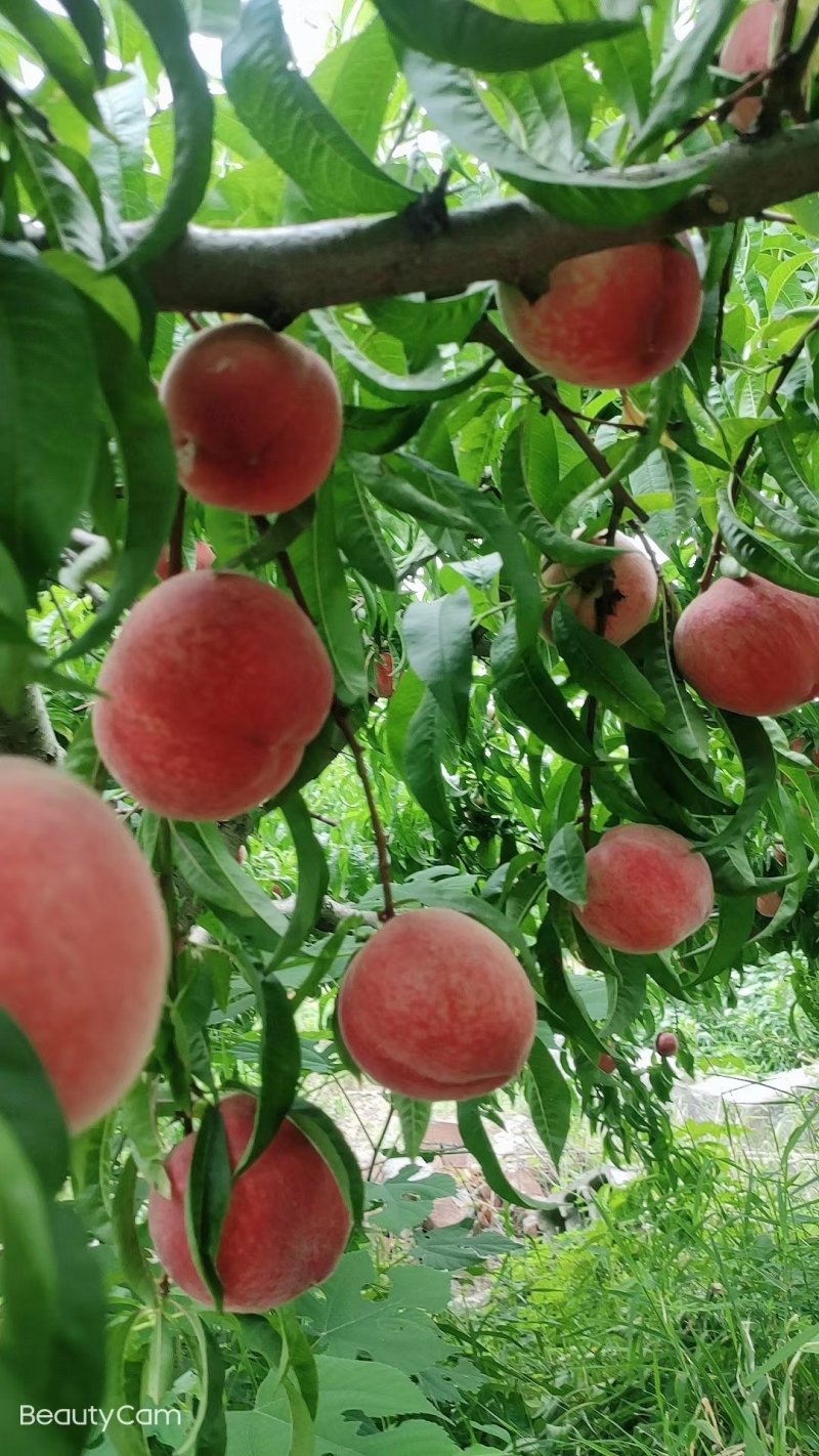 蒙阴蜜桃金秋红蜜映霜红各种规格甜脆可支持一件代发