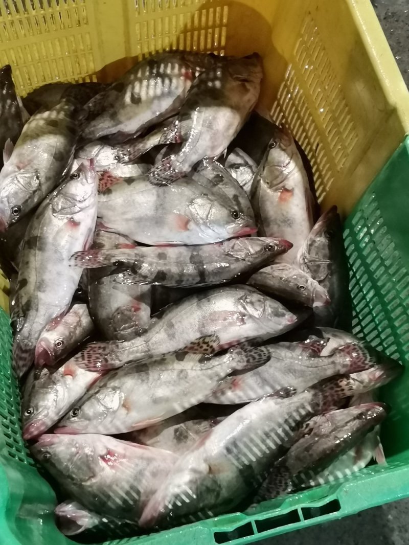 4两到七两小桂鱼，标桂，超标