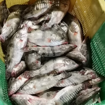 4两到七两小桂鱼，标桂，超标