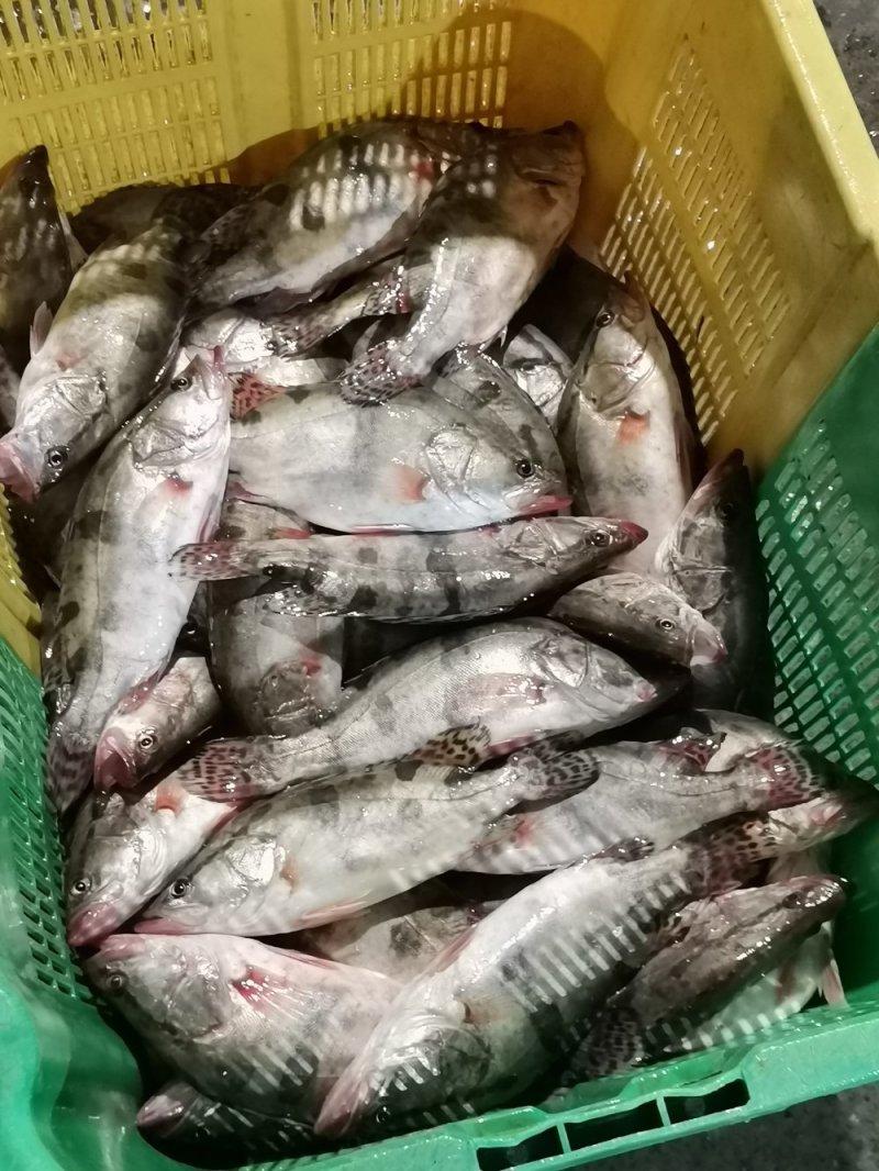 4两到七两小桂鱼，标桂，超标