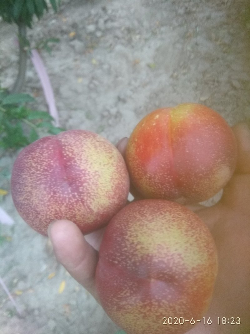 油桃