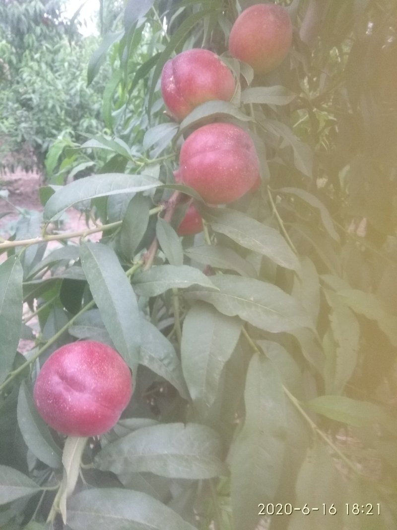 油桃