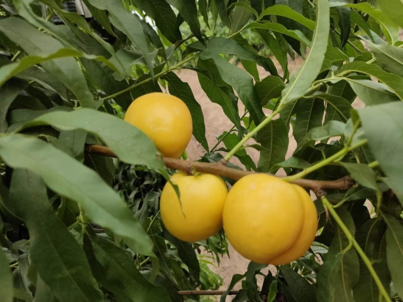 油桃