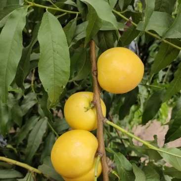 油桃