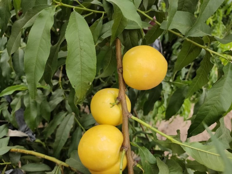 油桃