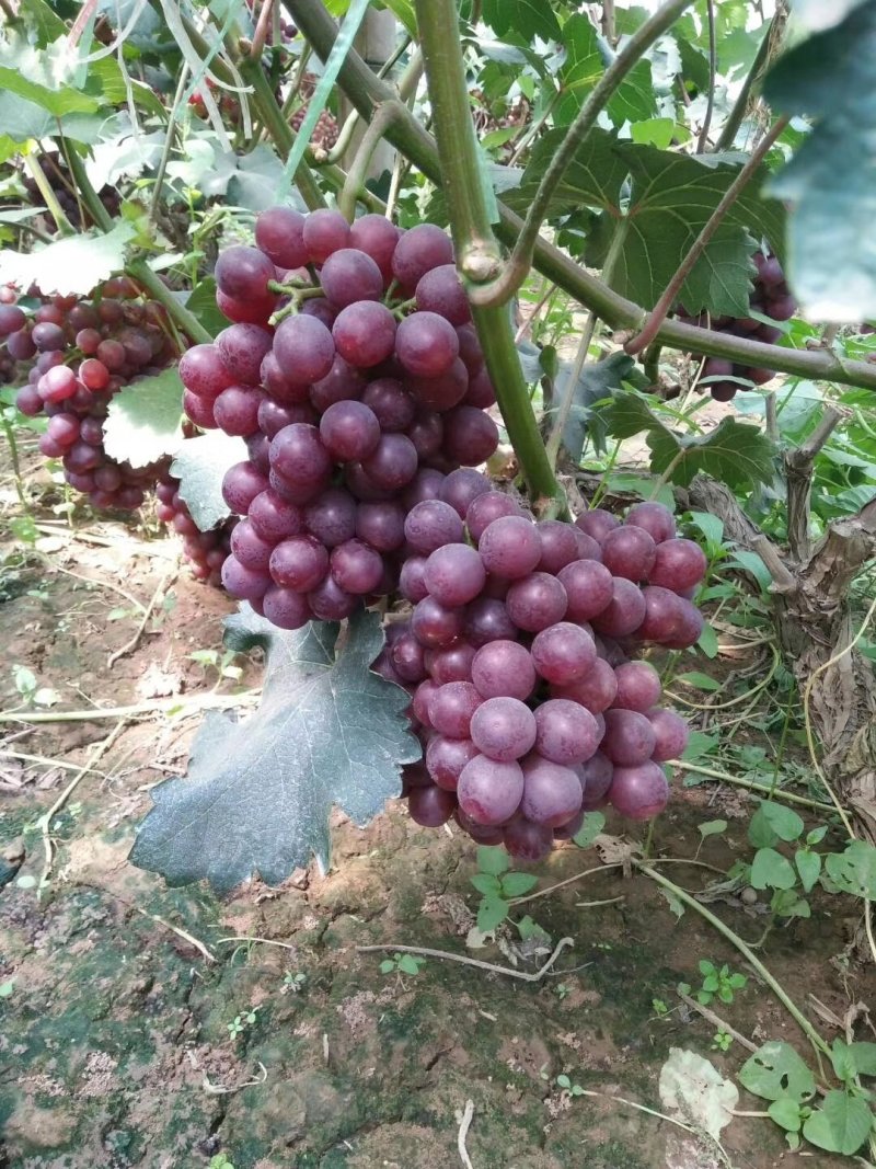 河北邯郸万亩优质无核红提质优价廉，欢迎您来