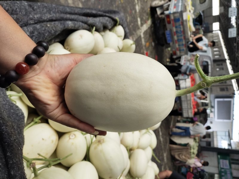 山东翠梨甜瓜白金密蜜瓜专业代收，货源充足。