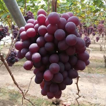 辽南地区鸿鑫果业大量供应大量里甜红提葡萄，产地直发，