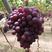 辽南地区鸿鑫果业大量供应大量里甜红提葡萄，产地直发，