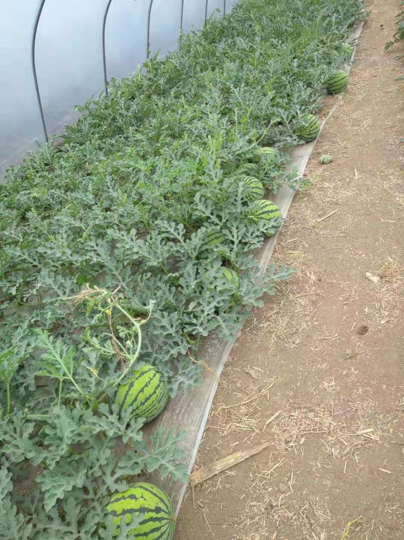 美都西瓜，无籽，自根苗，超薄皮，糖度13+不熟包退