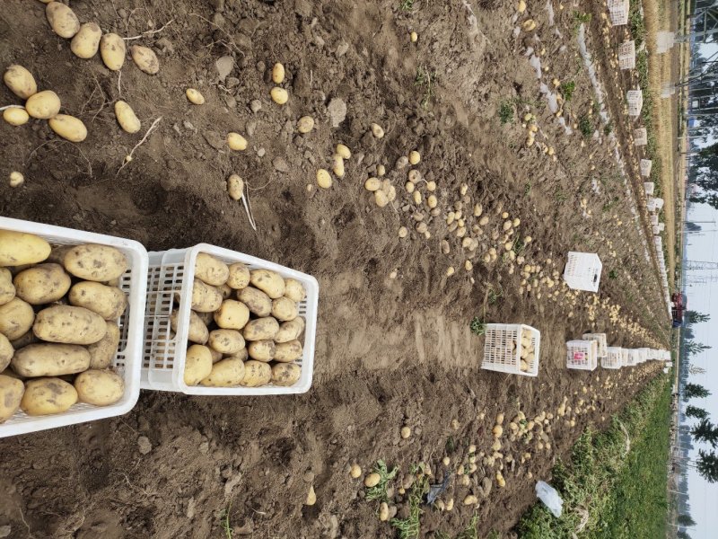 【热销】河北石家庄沙土地荷兰十五806土豆