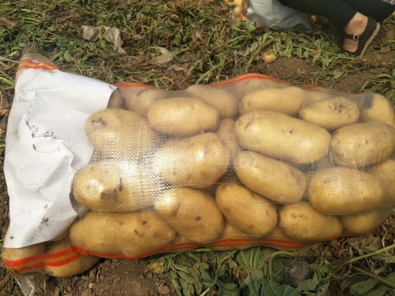 【热销中】河北石家庄沙土地精品荷兰土豆一手货源