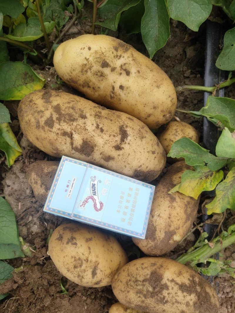 【推荐】河北石家庄沙土地精品荷兰十五一件代发