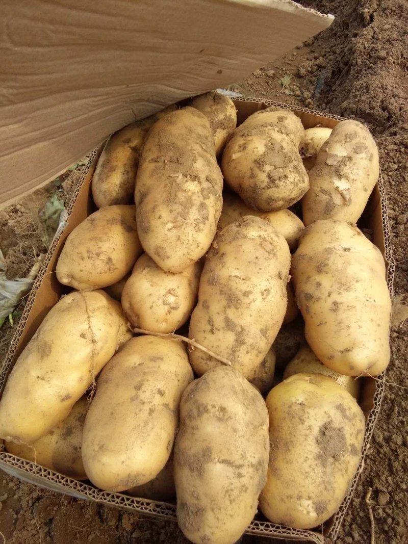 【推荐】河北石家庄沙土地精品荷兰十五一件代发