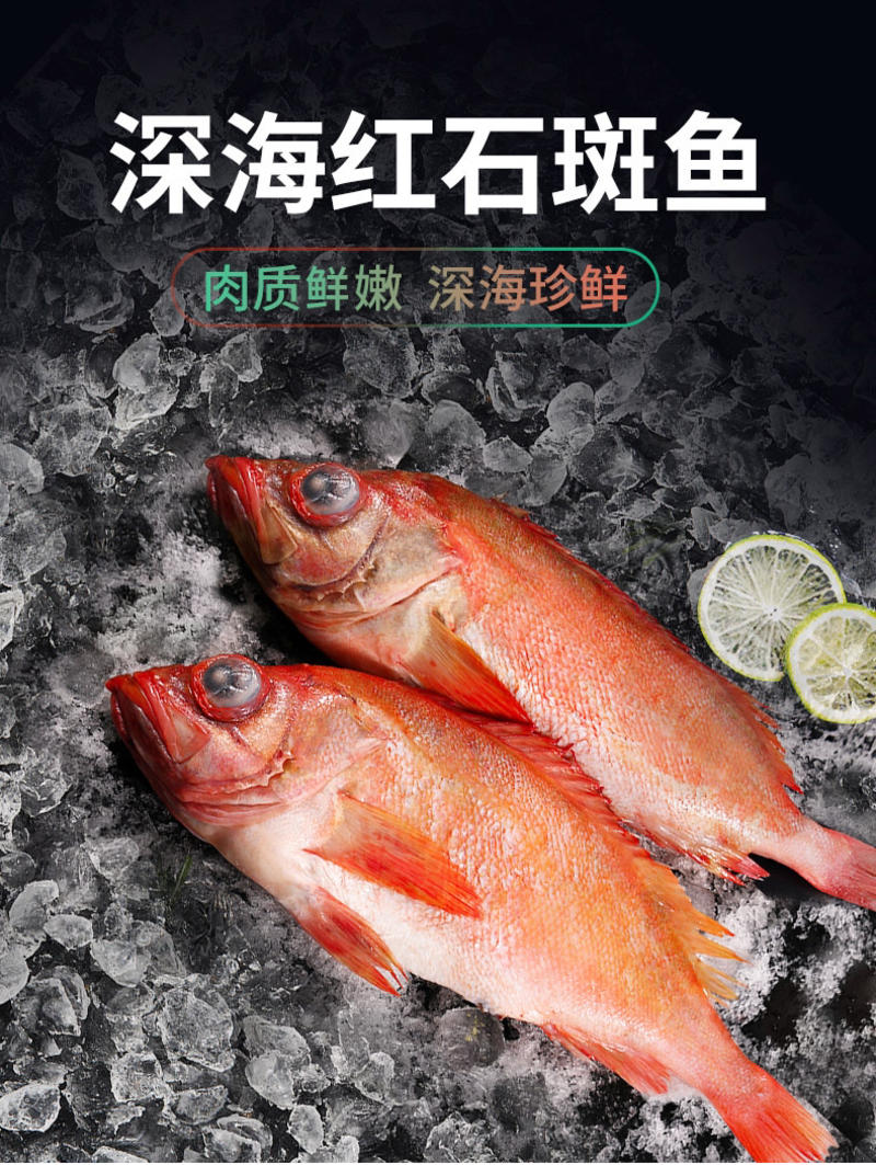 海鲜大西洋红石斑鱼红鱼，大规格，可试吃，包邮可批发包邮