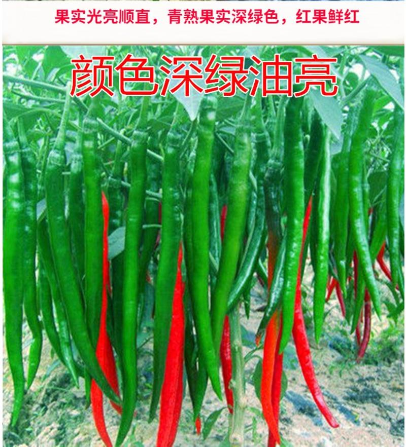 线王8号优质特高产深绿色线椒种子