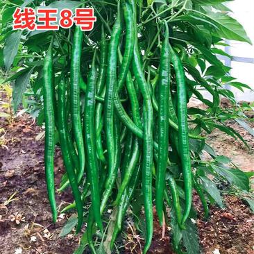 线王8号优质特高产深绿色线椒种子