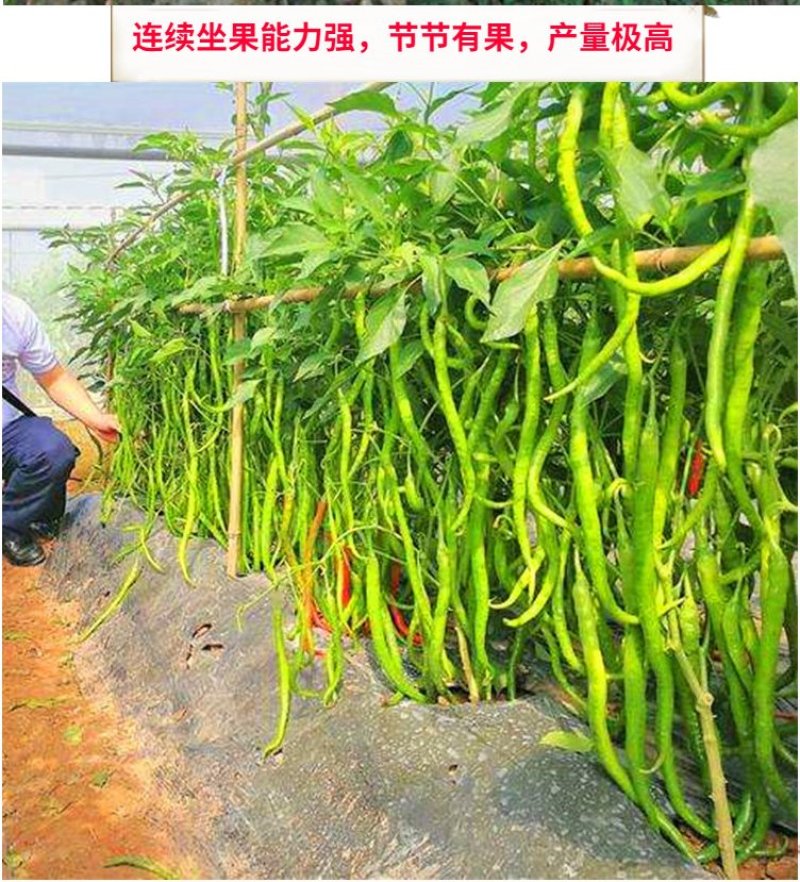 线王6号早熟优质高产线椒种子